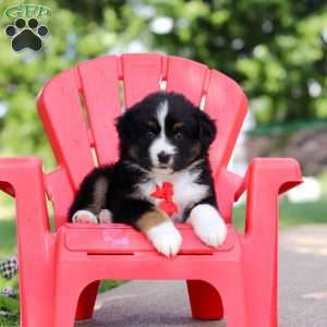 Roamer, Miniature Australian Shepherd Puppy